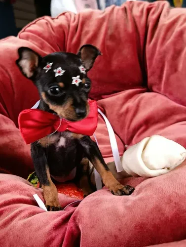 Bebê pinscher disponível pra você.
