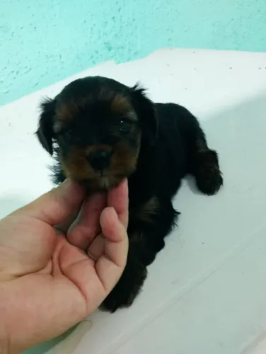 Filhote Yorkshire Terrier, Seu novo cãopanheiro está pronto para mudar sua rotina!