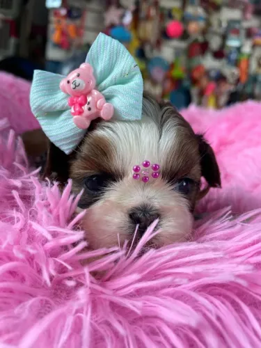  Shih Tzu Encantador - Pelúcia Rosa