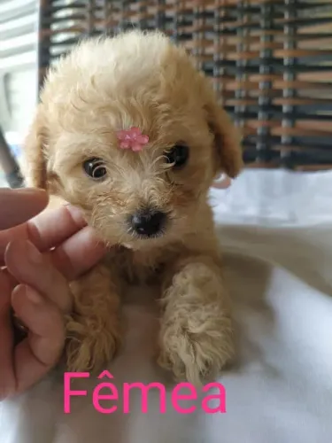 Poodle toy Entregamos em todo o Brasil, temos todas as raças.