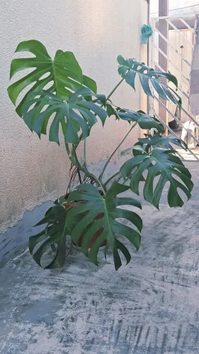 Planta costela de Adão