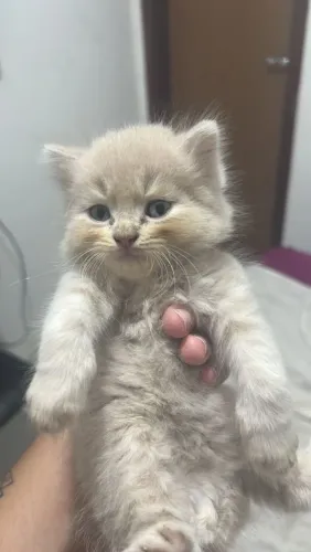 Gatinho persa