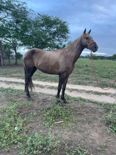Égua mangalarga 