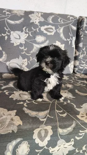 Venda de filhote de cachorro da raça Shih Tzu