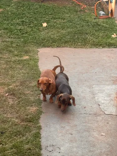 Dachshund macho