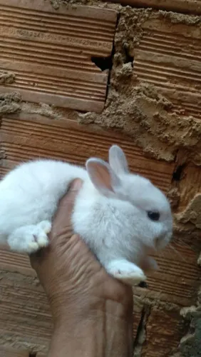 Mini coelhos netherland e outras raças leia o anúncio 