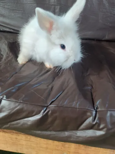  Mini coelhos lion head