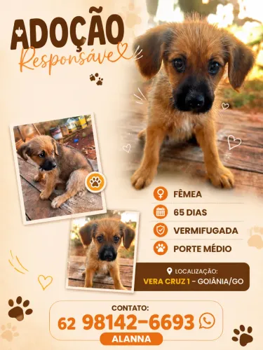 Doação fêmea 