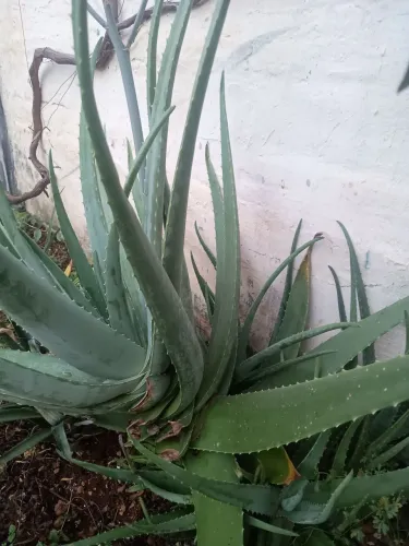 Babosa ( Aloe Vera)