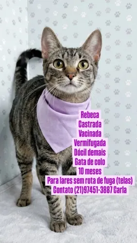 Gata super carinhosa, castrada, vacinada e vermifugada