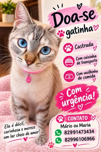 Doação de Gatinho dócil e castrada