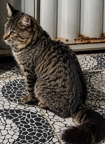 Doaçao de gato nove meses