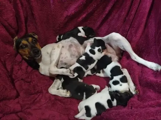 pinscher x fox mini Seu novo melhor amigo te espera aqui. chama 9 9751.6491