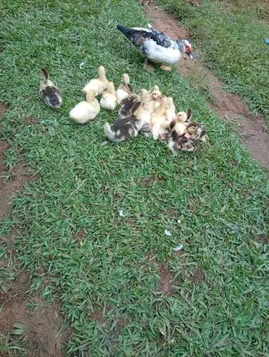 Pato