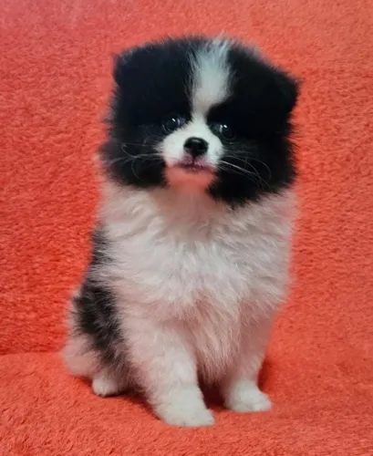 Spitz Alemão anão com 2 vacinas importada