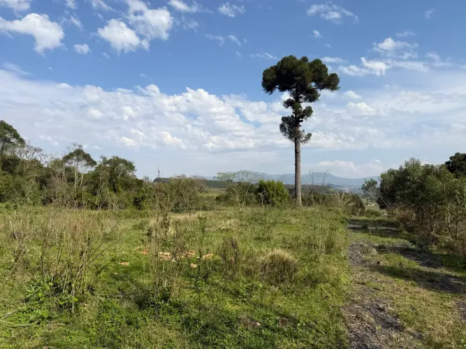 Imóvel para venda com 30000 metros quadrados em Demoras - Alfredo Wagner - SC
