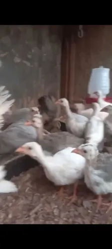 Vendo angolas brancas e cinzas