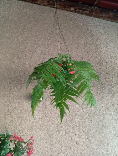 Muda planta samambaia