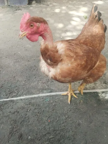 Vendo galinha/pescoço pelado