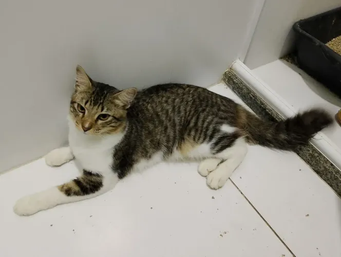 Gato Castrado para adoção em Lauro de Freitas e Salvador