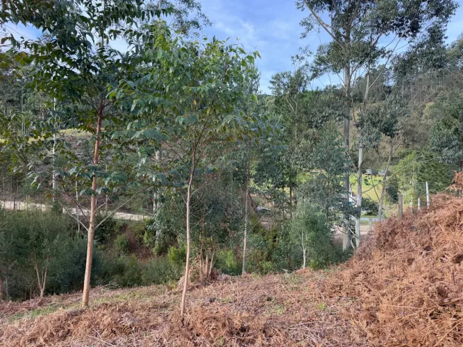 ANITÁPOLIS/SC - terreno Rural à Venda - 3,7 Hectares (37.000 m²) | Anitápolis - SC