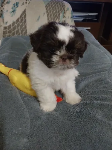 Shih tzu Macho Mini Branco com chocolate