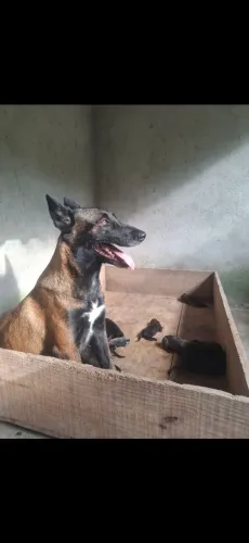 Lindos filhotes de Pastor Belga Malinois com pedigree 