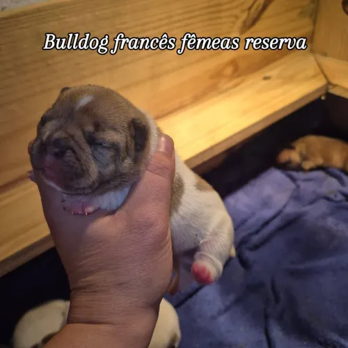 Bulldog francês fêmeas reserva maus informações wpp