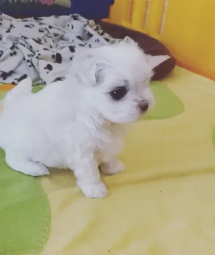 Maltês adorável