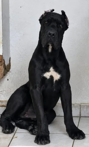 Cane Corso macho