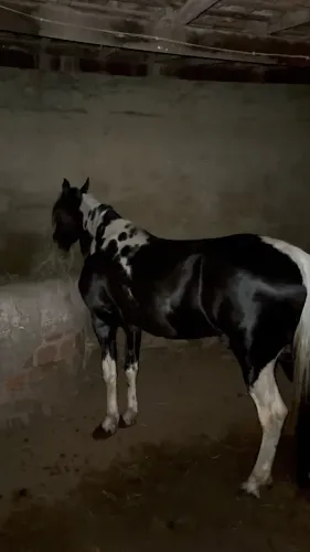 Cavalo mangalarga machador 