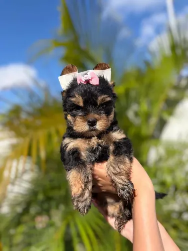 Linda femea de Yorkshire Terrier