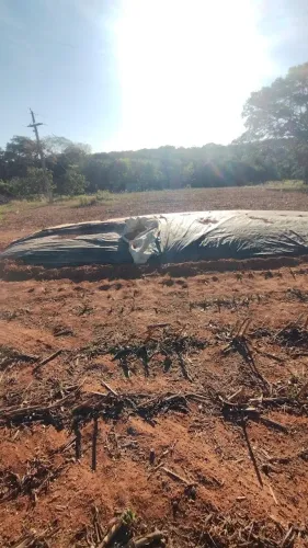 vendo 25 toneladas silagem de milho em Bela vista de Goiás