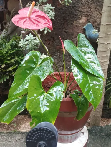 Antúrios vermelho já Florindo