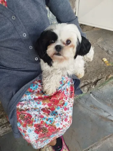 Cachorro Shitzu fêmea 4 meses de vida