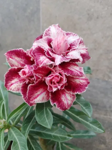 Rosa do Deserto