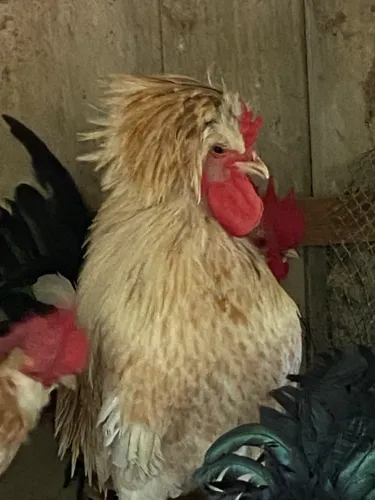 Galo jovem polonês camurça.