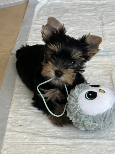 Yorkshire Terrier - Alegria Diária