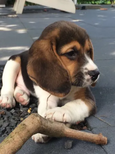 Beagle carinhoso e leal 