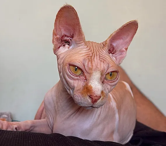 SPHYNX ADULTA 2 ANOS (NÃO CASTRADA) 