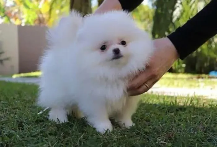 Spitz Alemão Lulu da Pomerania Anão! Em até 10 x no Cartão