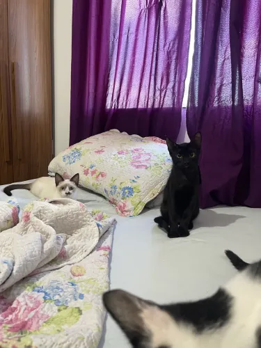 Doação de gatinhos