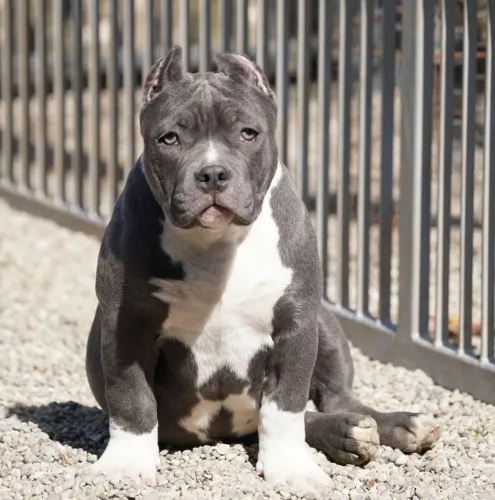 American Bully - Energia Que Contagia Sua Casa 
