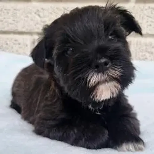 Schnauzer,Schnauzer Filhote Vacinado e Vermifugado