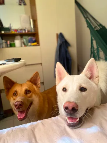 Filhote de akita