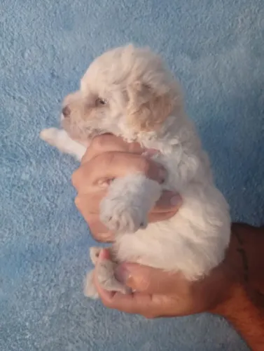 Filhote de poodle toy original