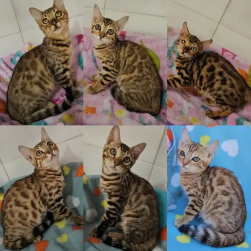 Bengal Filhotes Gatil BSB Cat