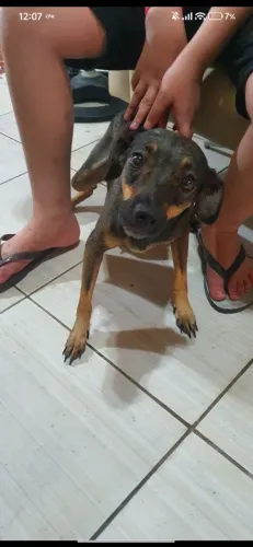 URGENTE: Fêmea Dócil, Sensível e Muito Apegada Procura Lar Amoroso