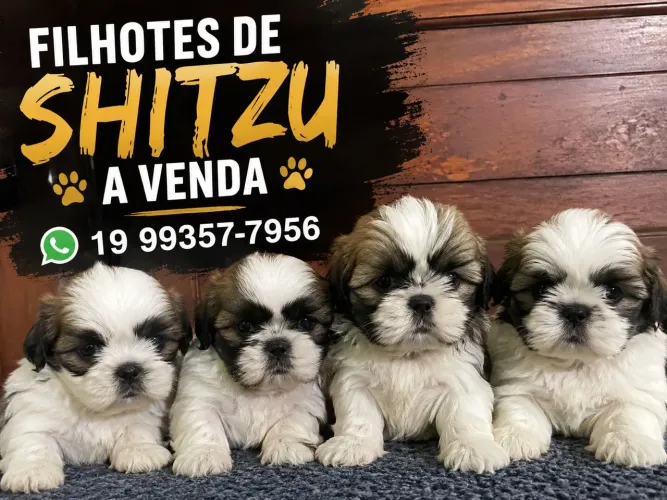 Filhotes de Shitzu 