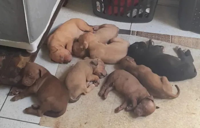 Filhote de Pitbull red nose